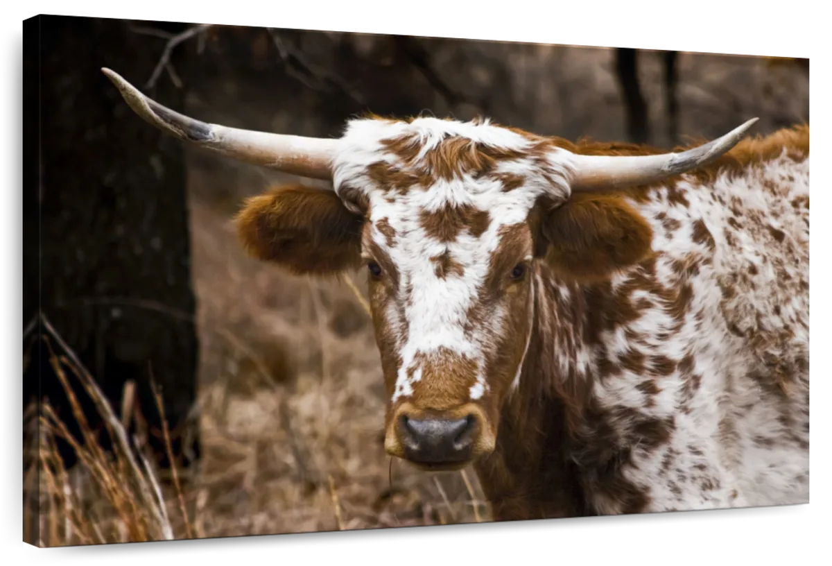Longhorn Bull Wall Art choice of styles