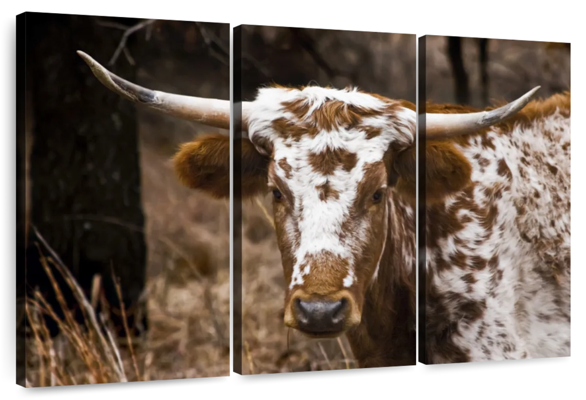 Longhorn Bull Wall Art choice of styles