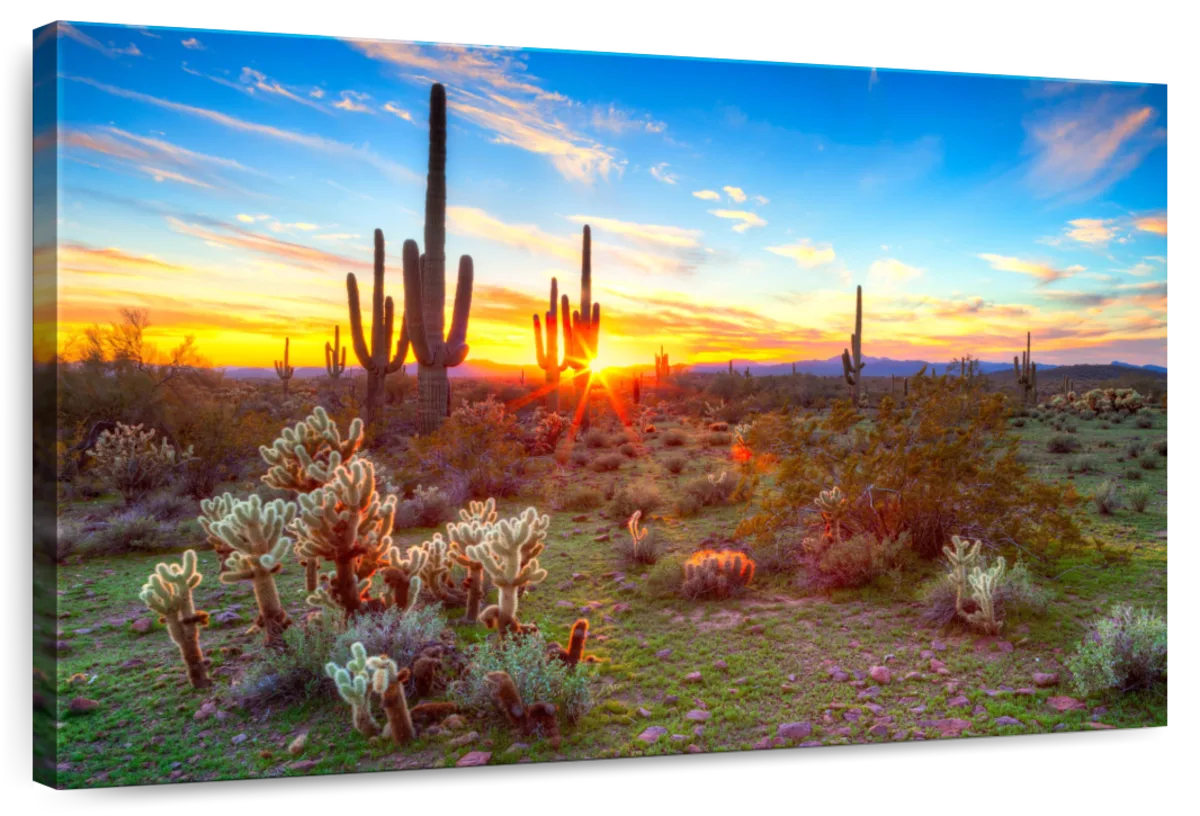 Desert Cactus Sun Ray Wall Art choice of sizes