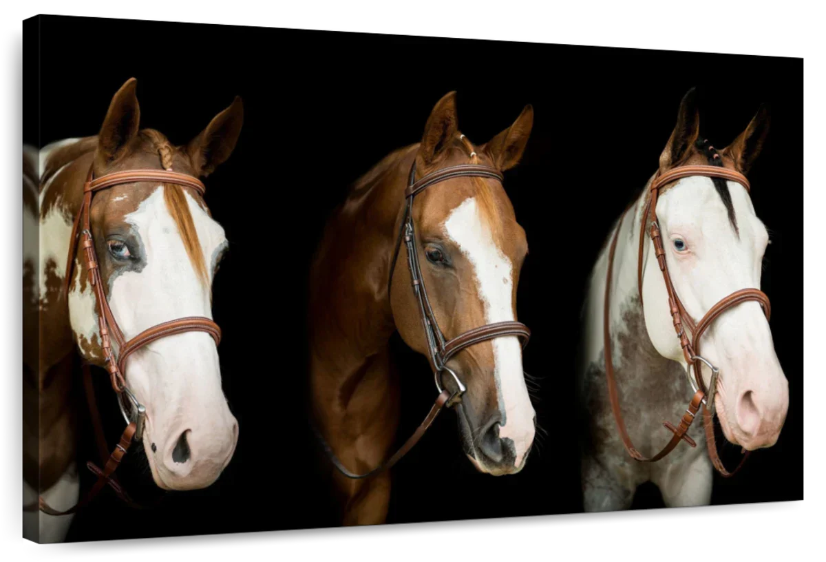 American Paint Horses Wall Art choice of styles