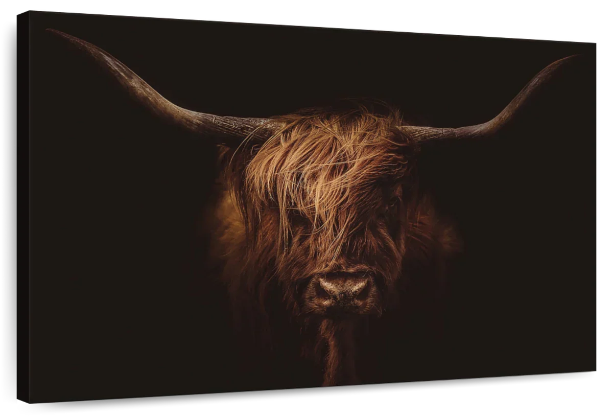 Handsome Highland Cow Wall Art choice of sizes and styles