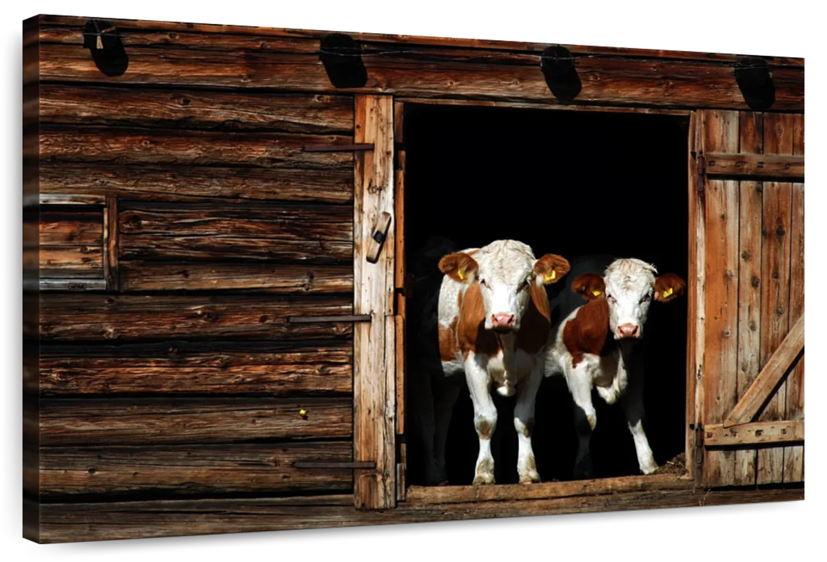 Pair Of Cows Wall Art Choice of sizes