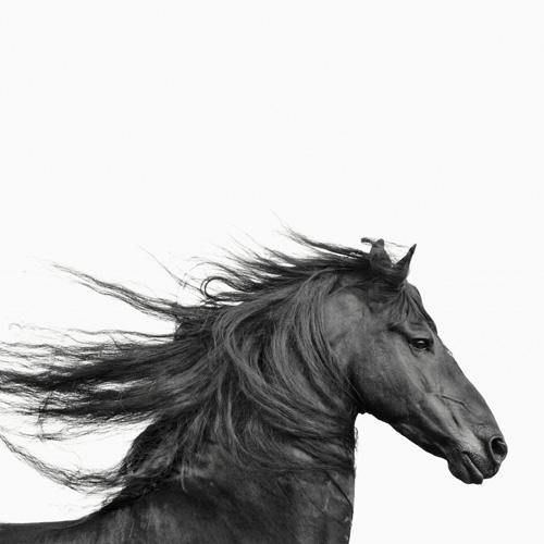 Wild Horse Shower Curtain - bathroom, blackhorse, curtain, decor, home, horse, ranch, rodeo, shower, western, westernhomedecor, westernshowercurtain - - Baha Ranch Western Wear