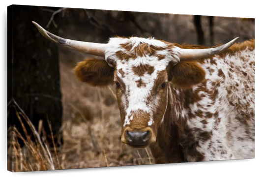 Longhorn Bull Wall Art choice of styles