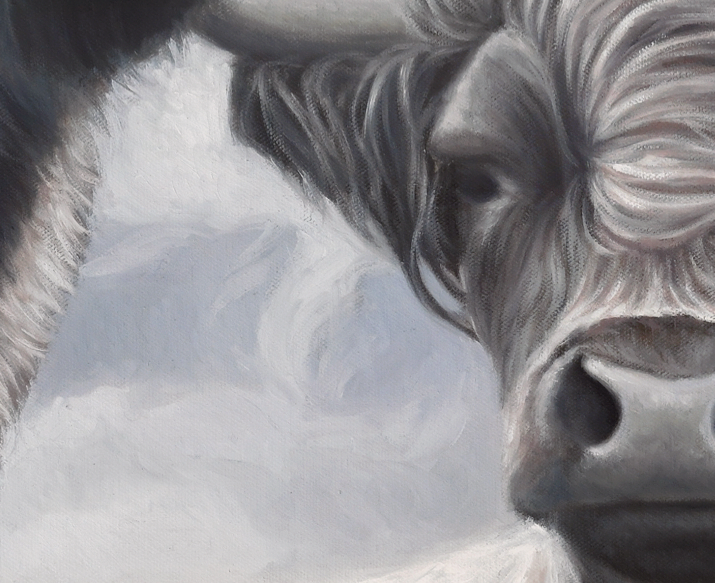 A Higher Land - Limited Edition Canvas Giclee Print HIghland Cows