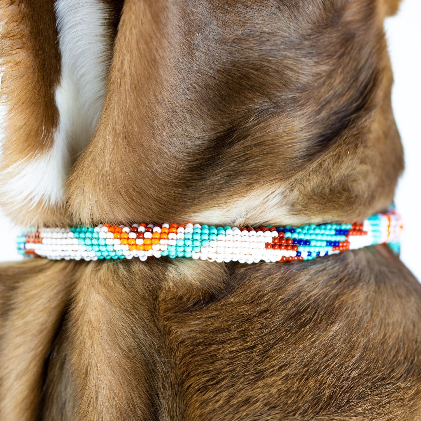 Aztec Sambboho dog collar (rolled)