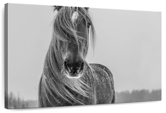 Winter Horse Wall Art choice of styles