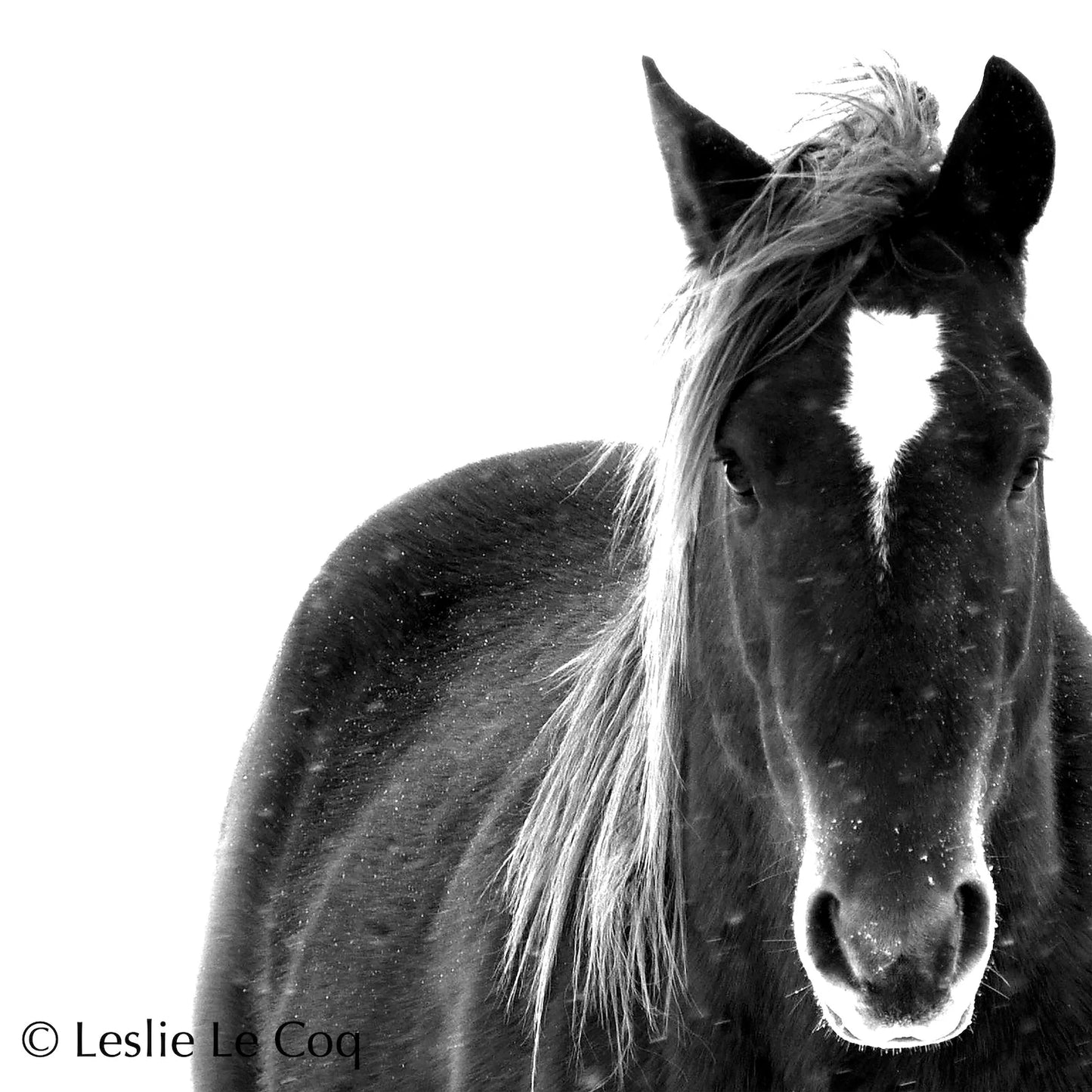 Patience Canvas Horse Photo Canvas Wall Art