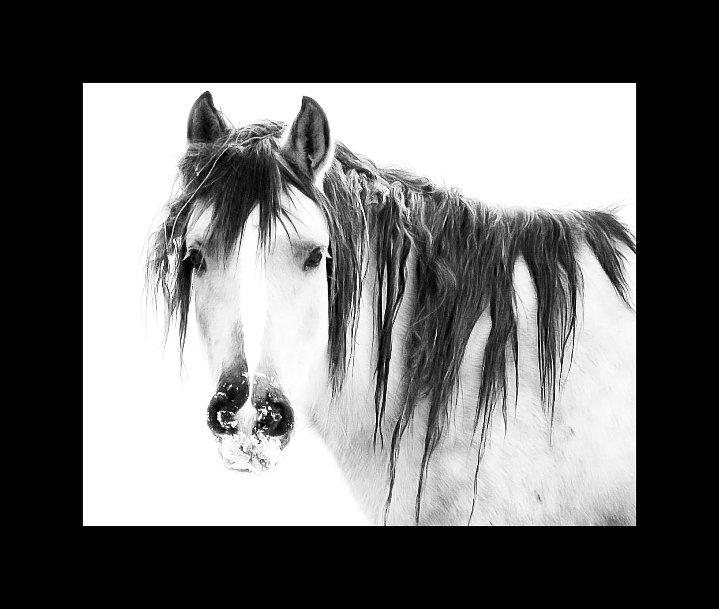 Spirit Stallion Horse Photography Farm Photo Canvas Wall Art