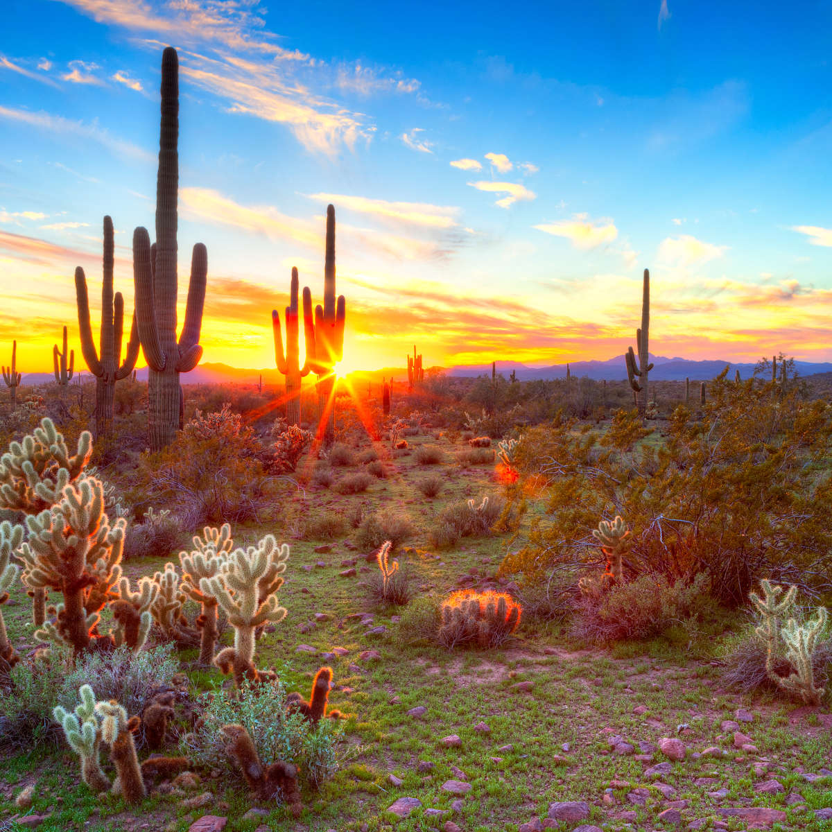 Desert Cactus Sun Ray Wall Art choice of sizes