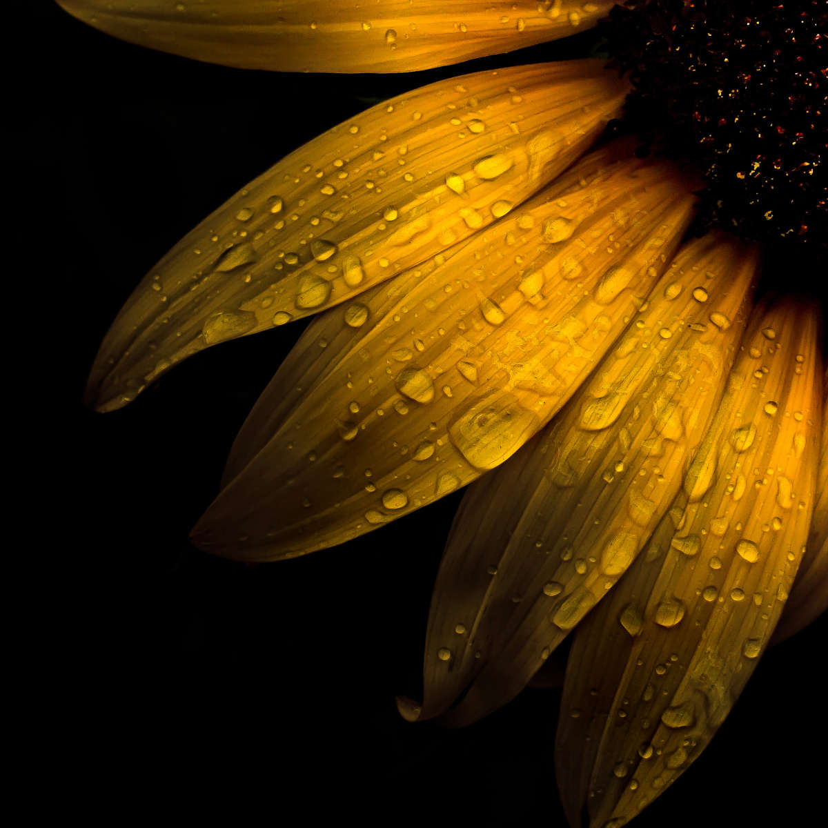 Sunflower Water Wall Art choice of sizes