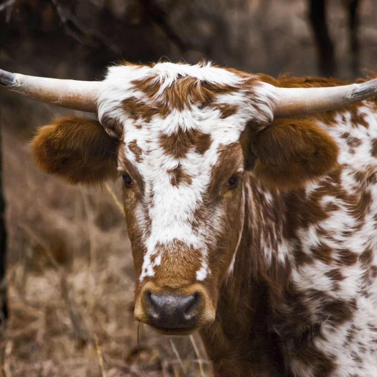 Longhorn Bull Wall Art choice of styles
