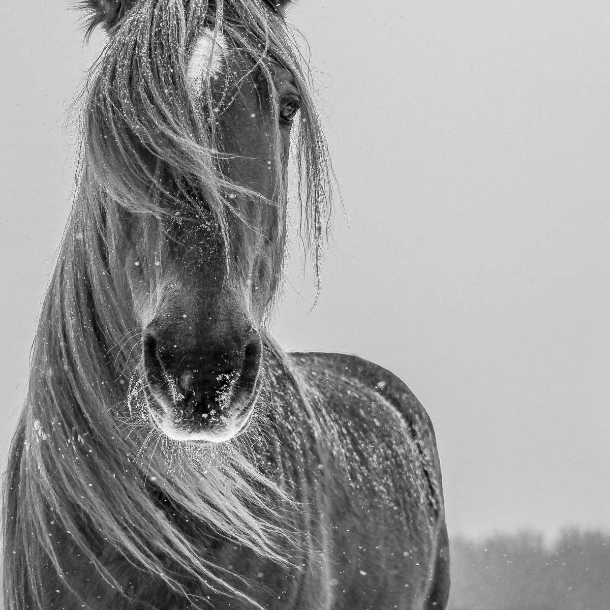 Winter Horse Wall Art choice of styles