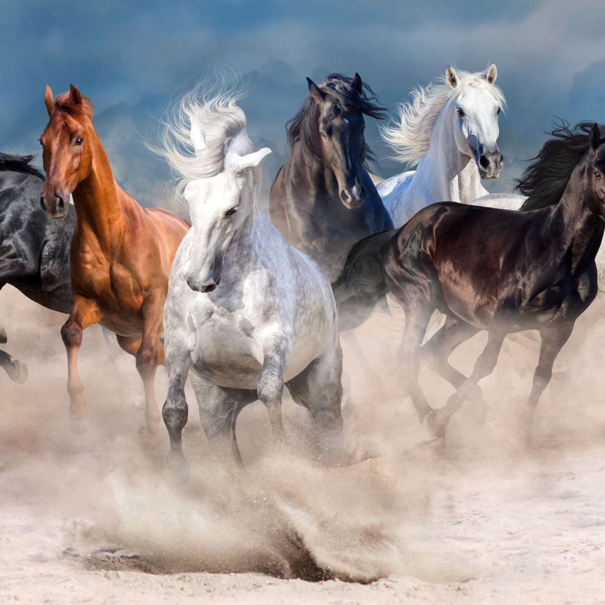 Running Horses Wall Art choice of sizes