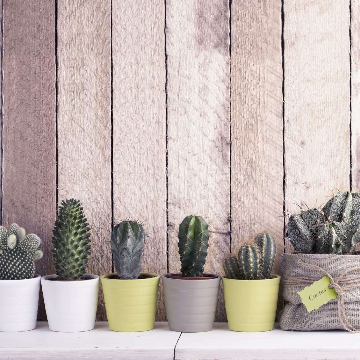 Succulent Plant Pots Wall Art