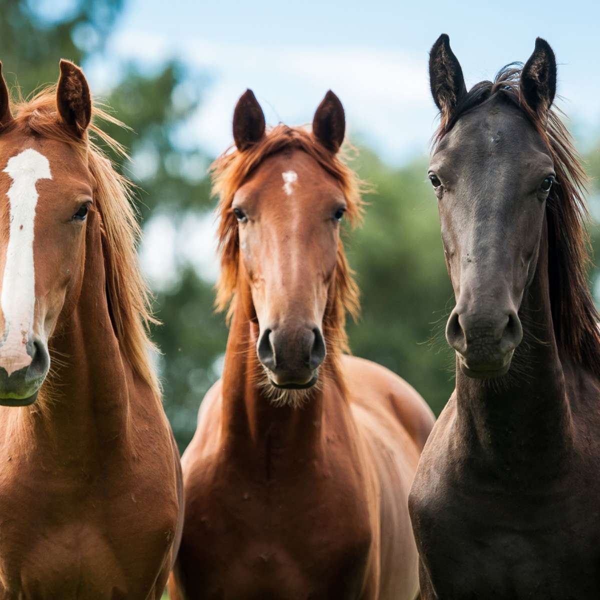 Young Horses Wall Art