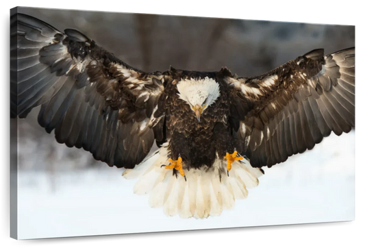 Bald Eagle Landing Wall Art choice of sizes