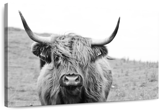 Solitary Highland Cow Wall Art