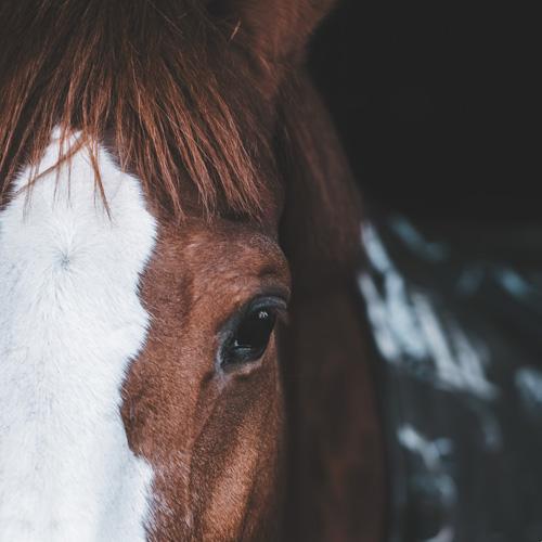 Horse Pillow Shams - bedding, beddinng, blanket, case, cases, decor, gifts for home, home, home decor, homedecor, horse, horse pillow, horsehead, horses, pillow, pillow case, pillow sham, pillow shams, pillows, pillowsham, ranch, ranch horse, ranch horses, ranchhome, rodeohome, southwestern, spirit, spirit horse, western, western bedding, western home, western home decor, western pillow, westernbedding, westernhome, westernhomedecor, wild, wild horse, wild horses -  - Baha Ranch Western Wear